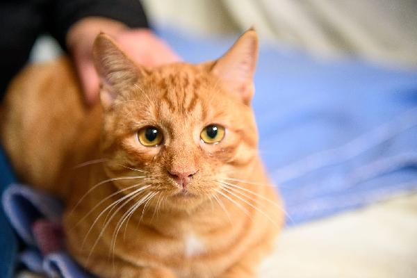 Vincent Van Miao 7 mesi Foto 3